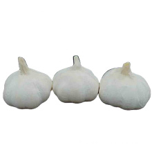 Best quality garlic  packing china fresh white garlic bulbs